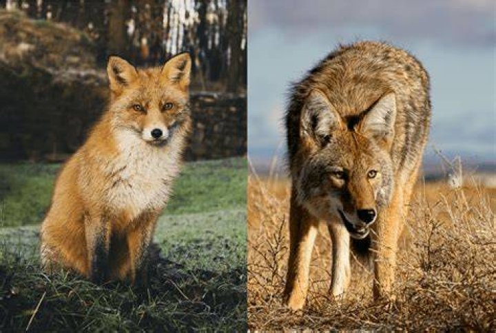 Is there a fox and the hound 3?