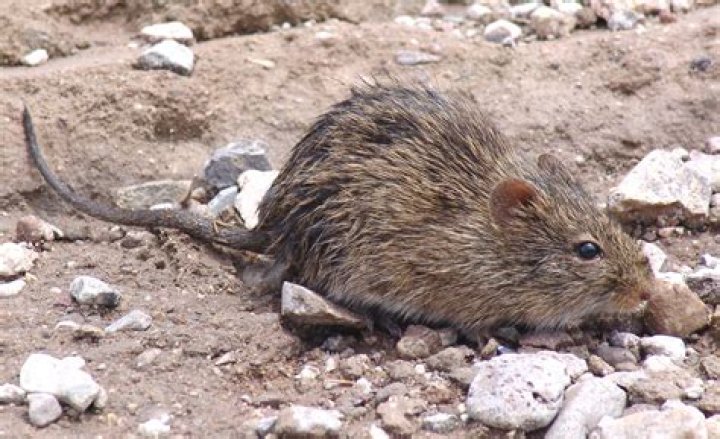 Pack rat
