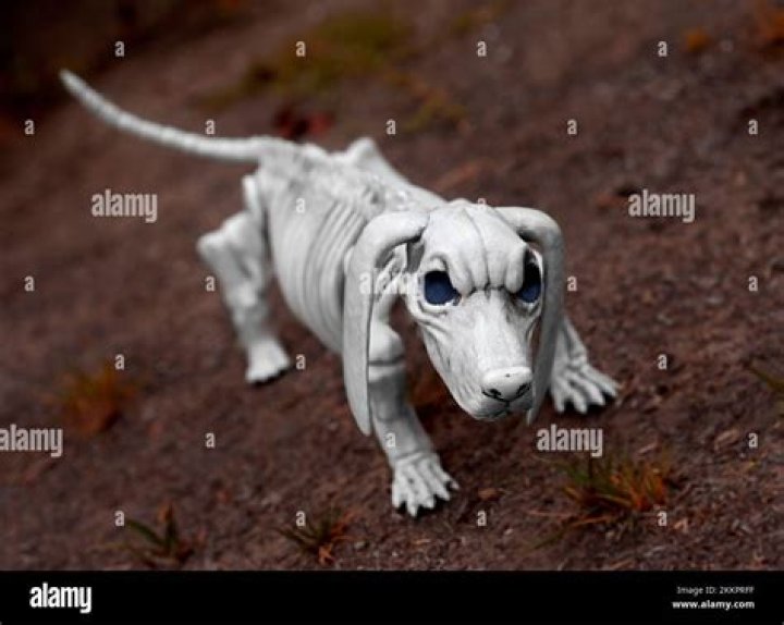 What is Jack skeleton dog?